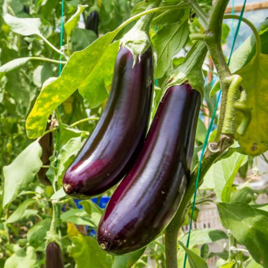 Brinjal Long – F1 Hybrid 100+ Seeds