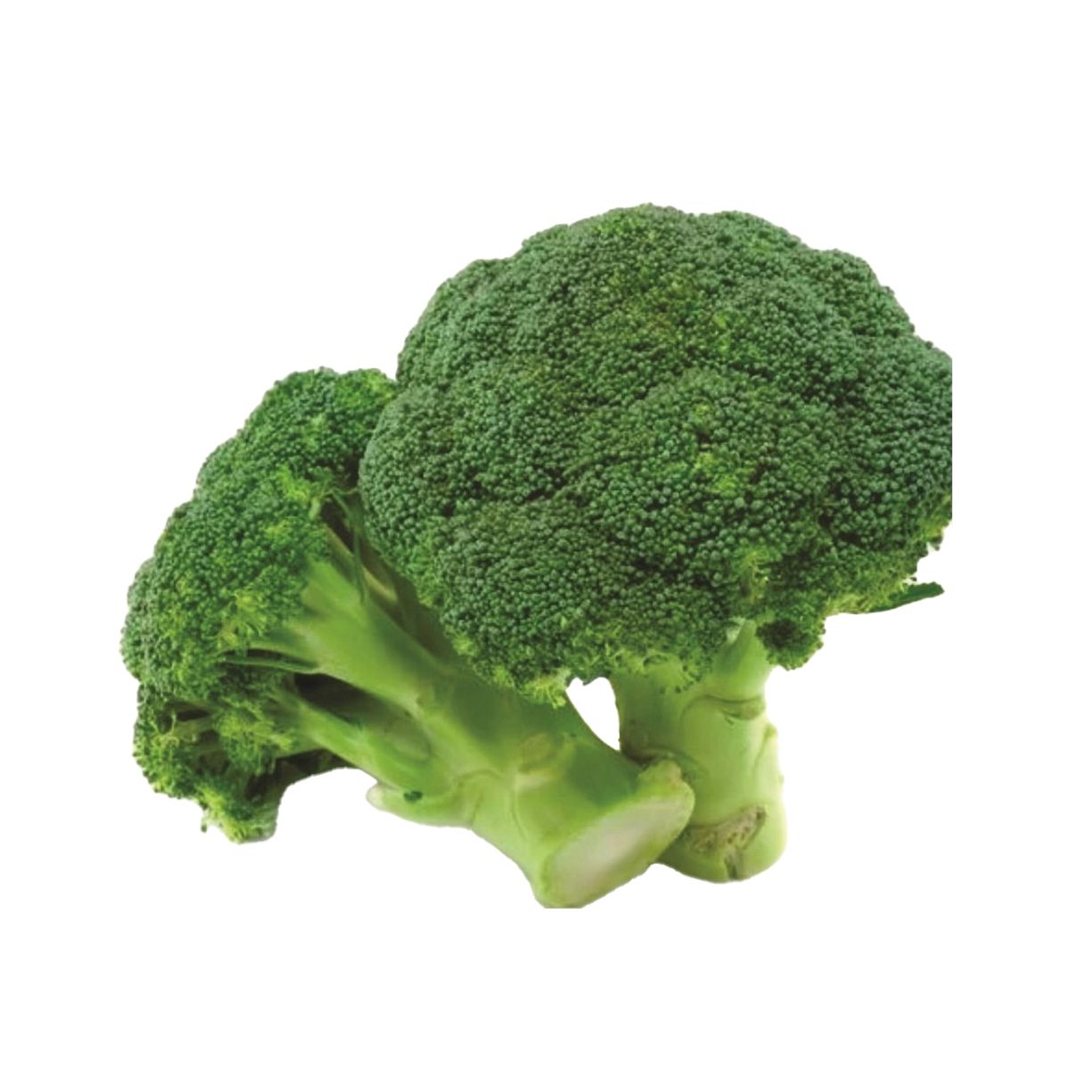 Broccoli (بروکلی) – F1 Hybrid 25+ Seeds