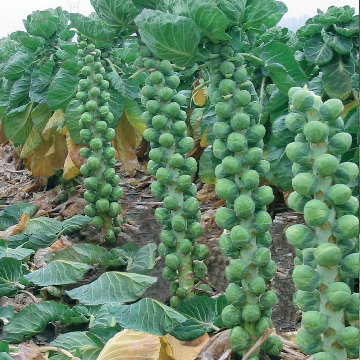 Brussels Sprouts – 30+ Seeds
