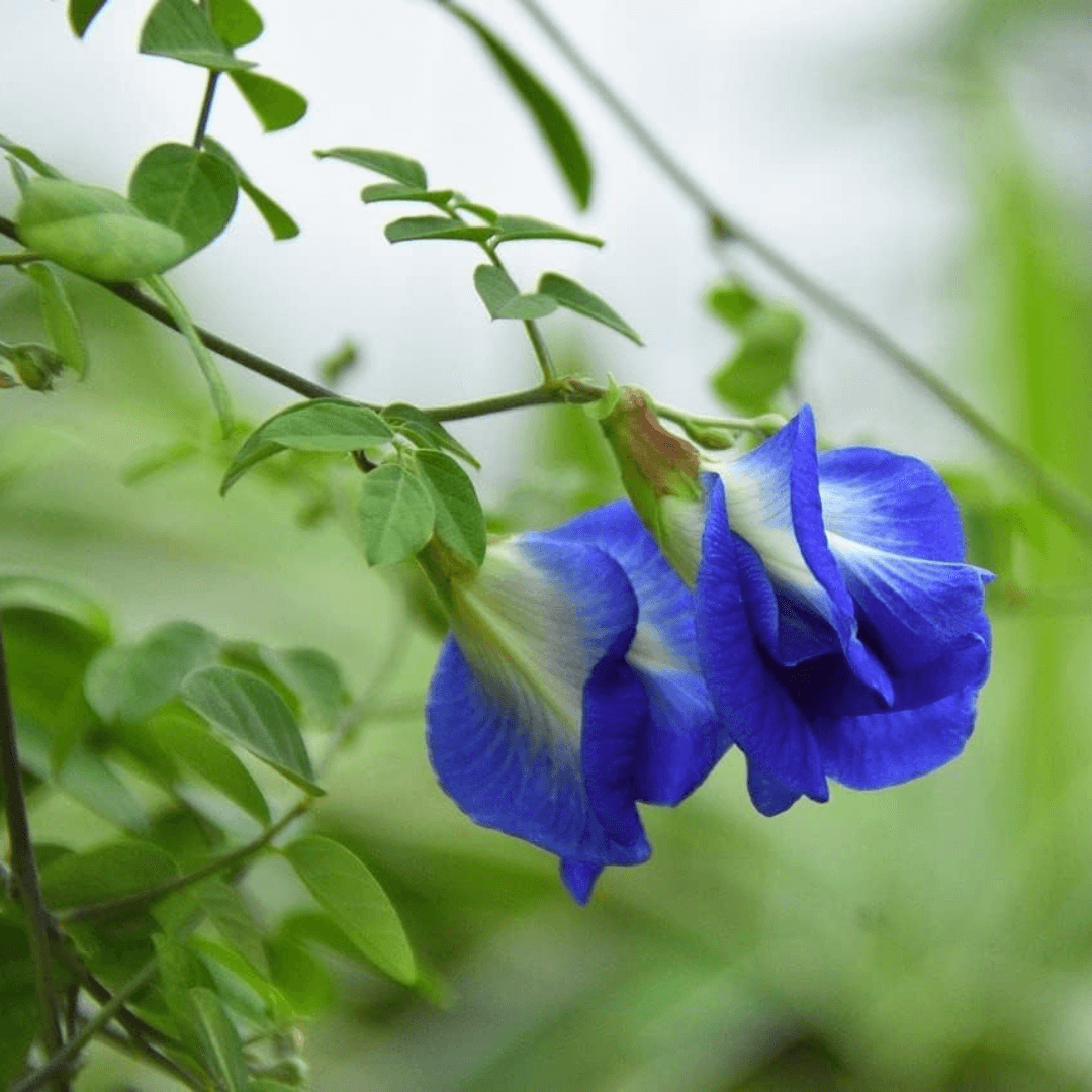 Butterfly Pea (Blue) Creeper – Seeds