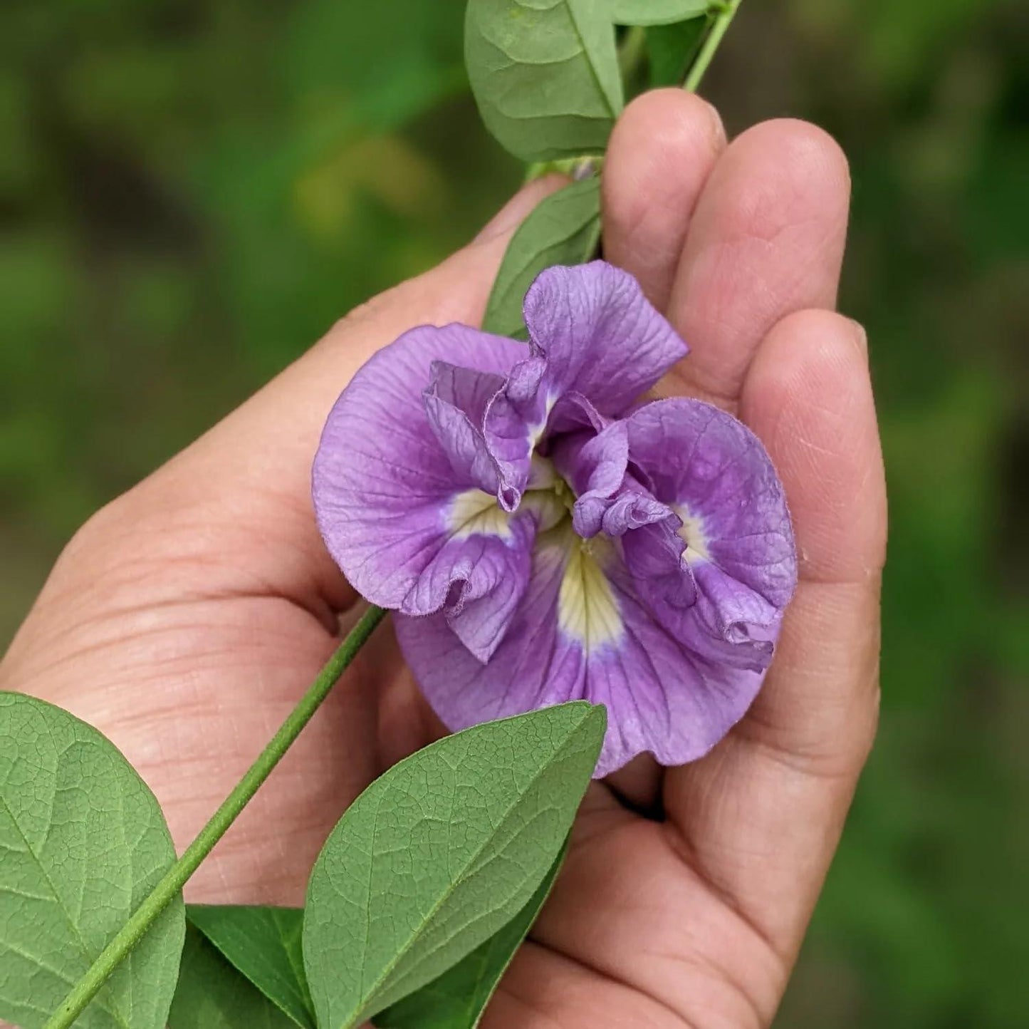 Butterfly Pea Double Purple vine displaying full, multi-petalled purple flowers grown from seeds in Pakistan by Moji Mall.