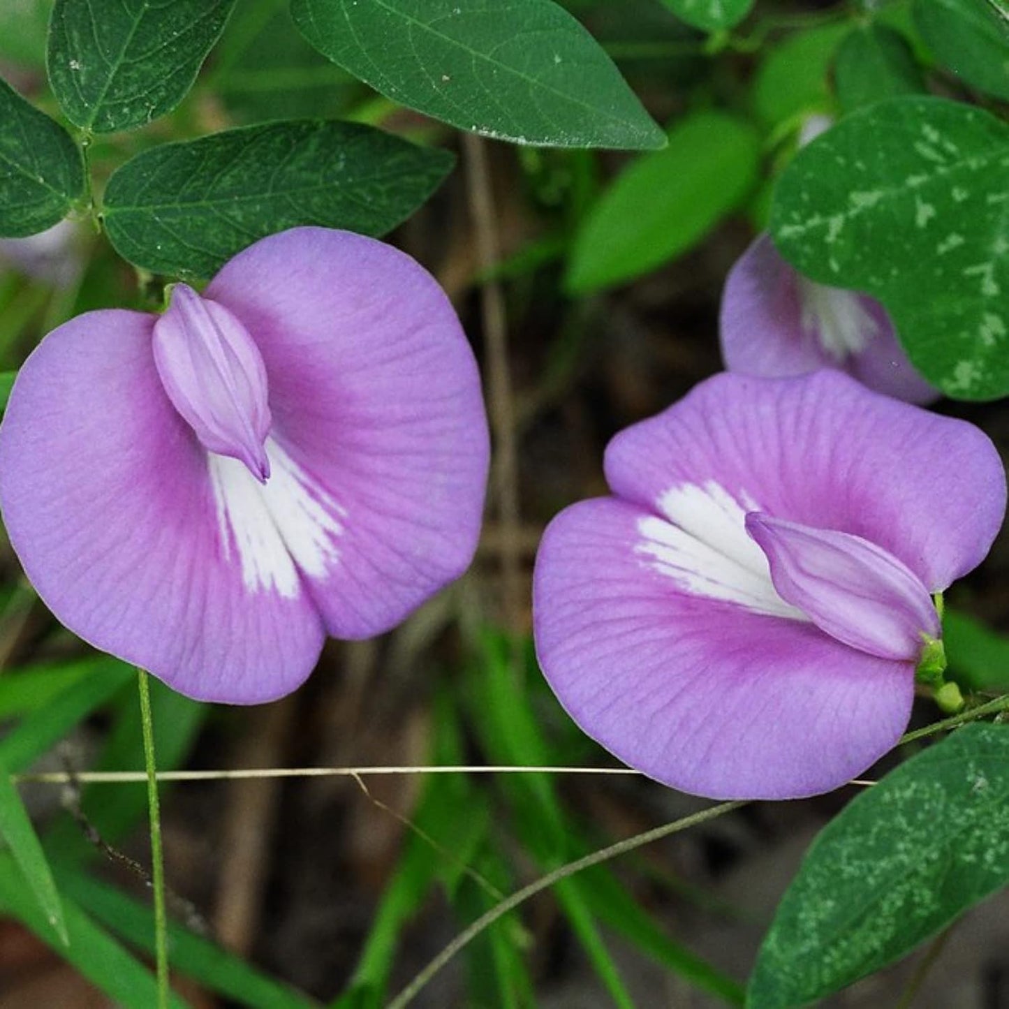 Butterfly Pea (Purple) Creeper – 10 Seeds