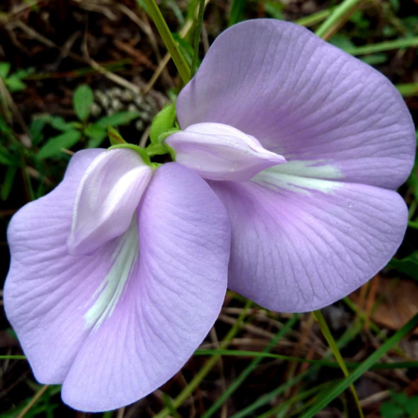Butterfly Pea (Purple) Creeper – 10 Seeds
