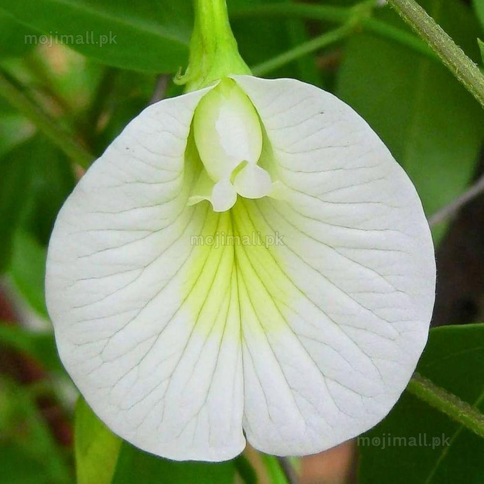 White Butterfly Pea, locally known as white Aparajita, producing elegant white flowers on a vigorous climbing vine in Pakistan by Moji Mall.