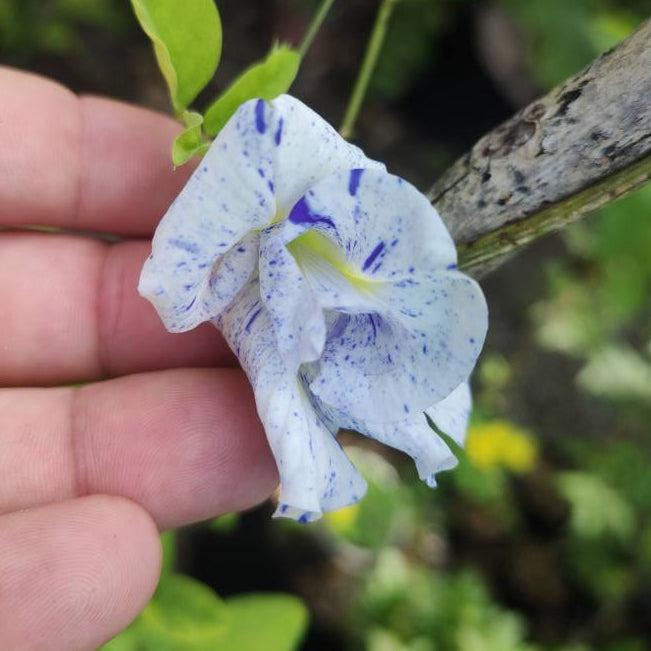 Butterfly Pea vine displaying full double flowers with blue and white colouring, grown from flower seeds in Pakistan by Moji Mall.