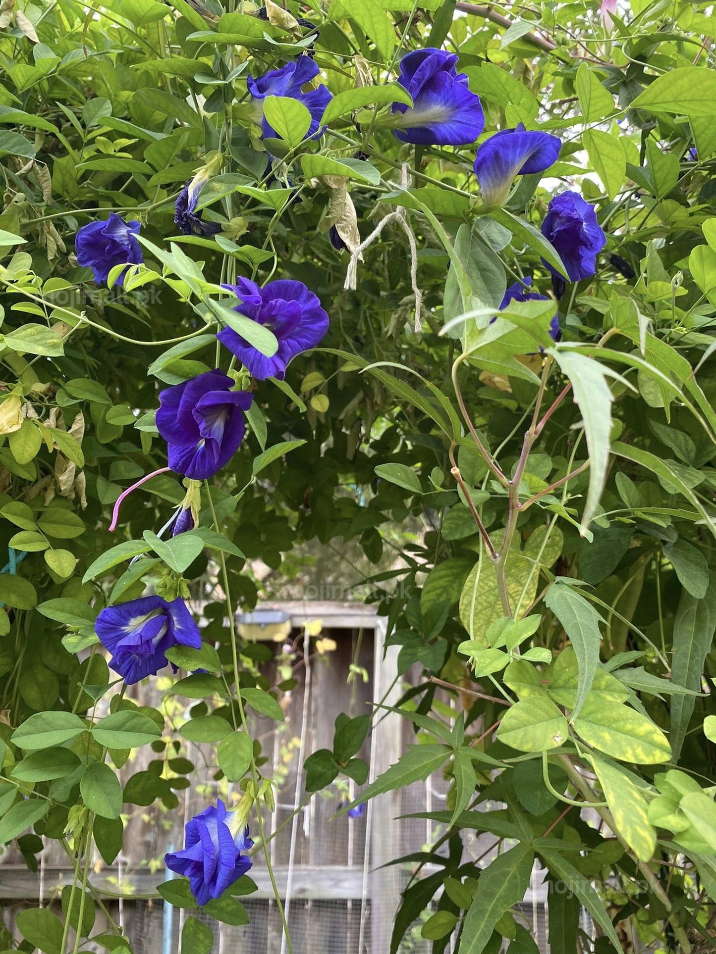 Butterfly Pea Double Blue vine displaying full, multi-petalled blue flowers grown from seeds in Pakistan by Moji Mall.
