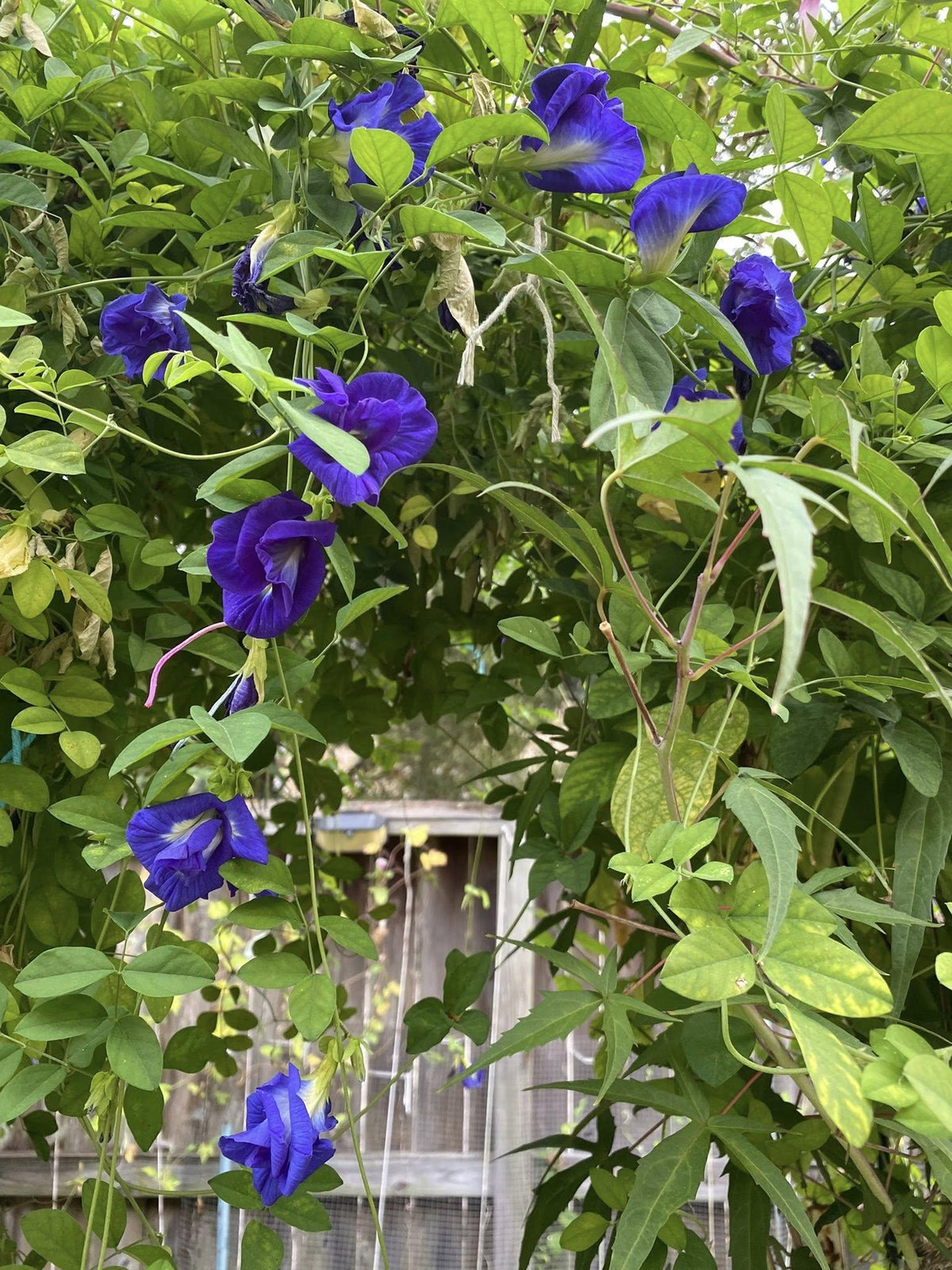 Butterfly Pea Double Blue vine displaying full, multi-petalled blue flowers grown from seeds in Pakistan by Moji Mall.