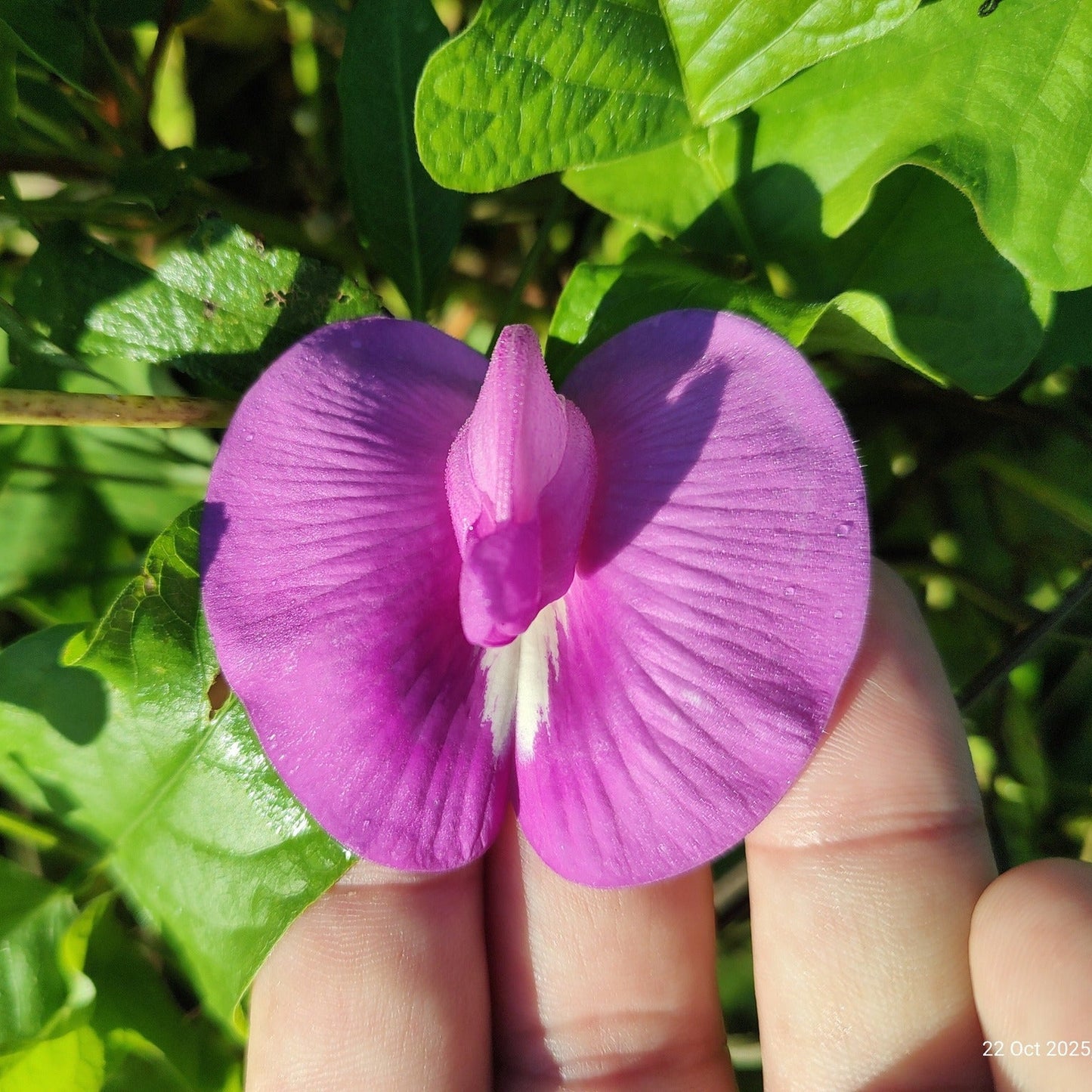 Butterfly Pea (Purple) Creeper – 10 Seeds