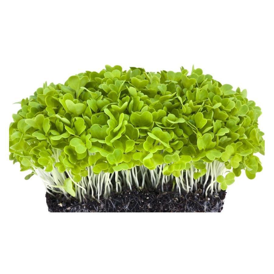 Cabbage: Microgreens Seeds-Moji Mall