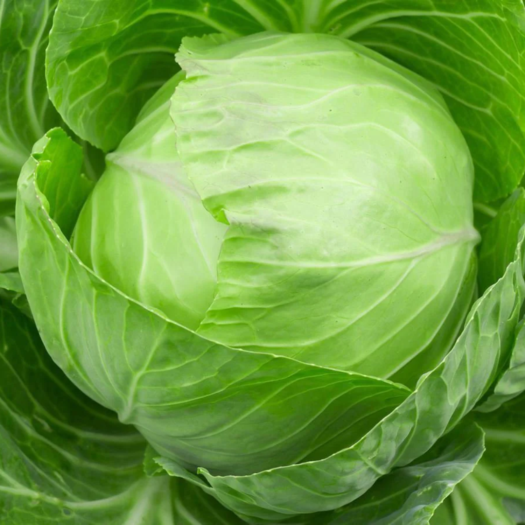 Cabbage (بند گوبھی) - F1 Hybrid 70+ Seeds