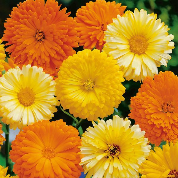 Calendula (گل اشرفی) – 30+ Seeds