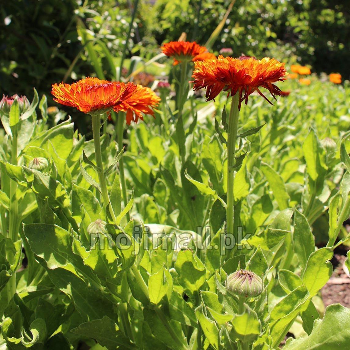 Calendula Double Orange – 30+ Seeds (WINTER)-Moji Mall