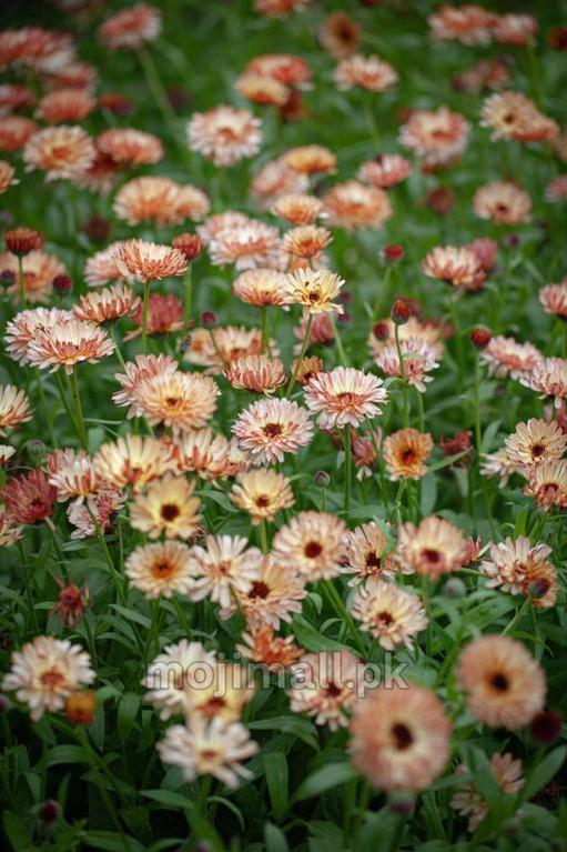 Calendula Sunset Buff – 20+ Seeds (WINTER)-Moji Mall