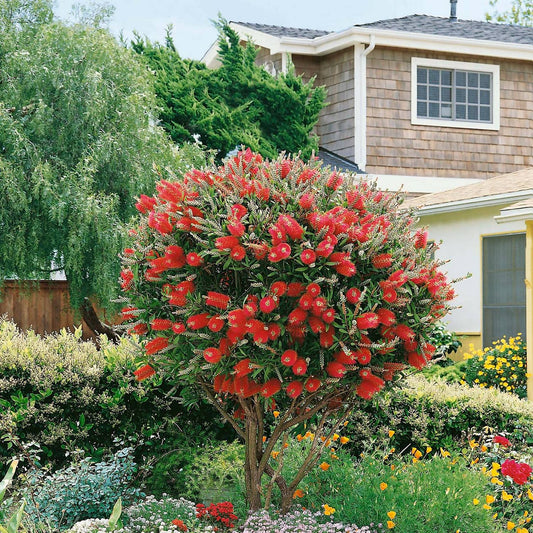 Bottle Bursh  – 300+ Tree Seeds