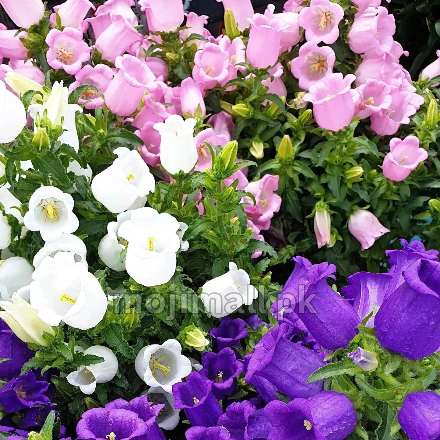 Campanula Mix – 100+ Seeds
