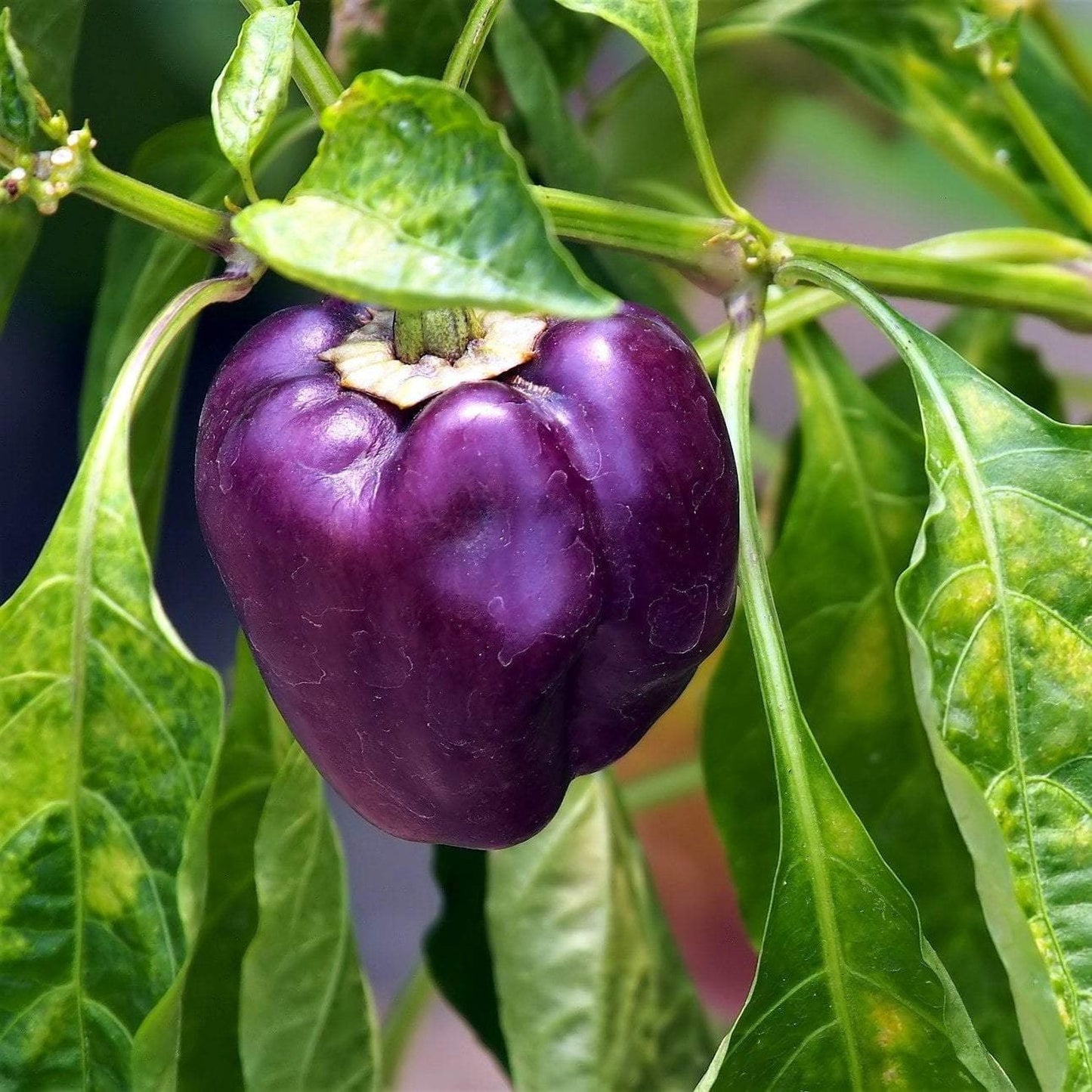 Capsicum Purple (شملہ مرچ) - F1 Hybrid Seeds