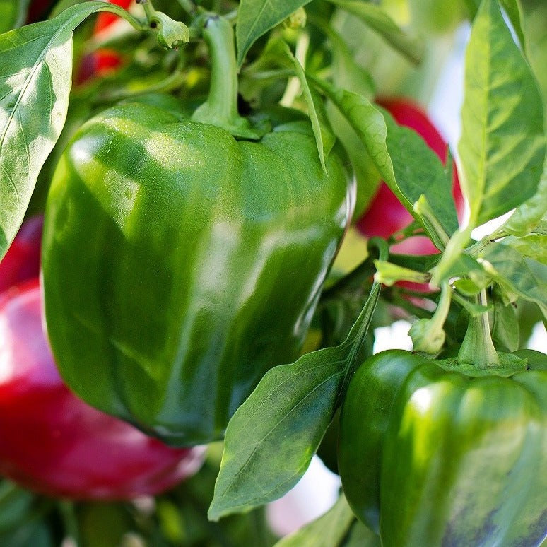 Capsicum Green (دیسی شملہ مرچ کے بیج) – 40+ Seeds