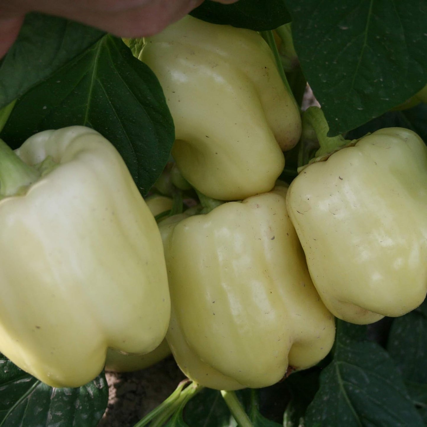 Capsicum White (شملہ مرچ) - F1 Hybrid Seeds