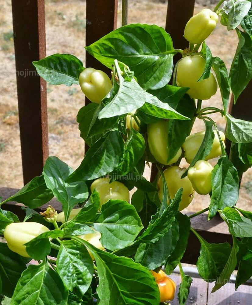 Capsicum White – F1 Hybrid 10 Seeds-Moji Mall