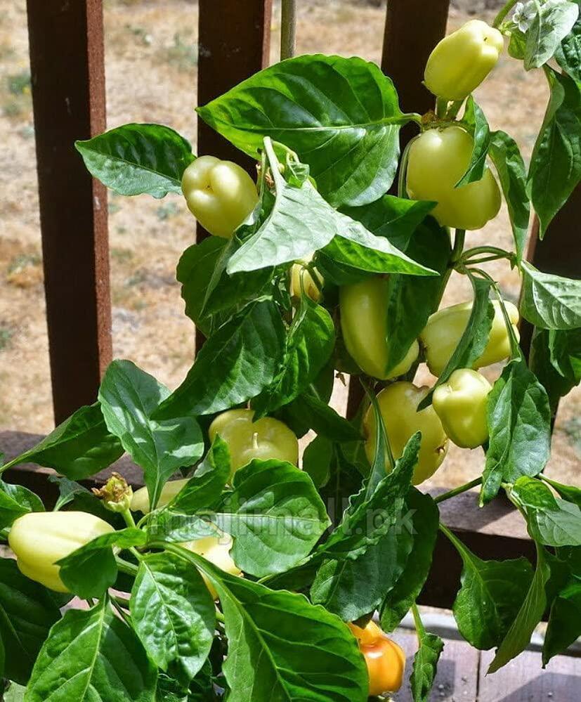 Capsicum White – F1 Hybrid 10 Seeds-Moji Mall