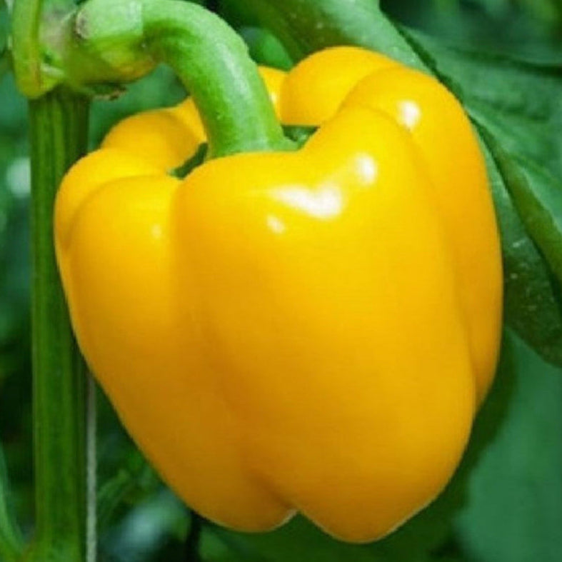 Yellow Capsicum (Peeli Shimla Mirch) plant, grown from premium seeds at Mojimall, producing vibrant, flavorful peppers perfect for cooking.