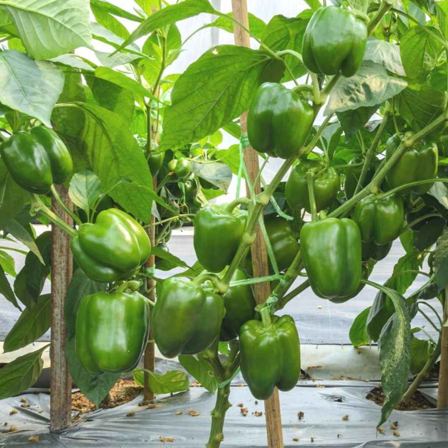 Capsicum Green – F1 Hybrid 25+ Seeds