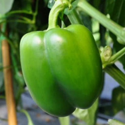 apsicum Shimla Mirch (Bell Pepper) growing on the plant, cultivated from premium Mojimall seeds, producing vibrant peppers ready for harvest.