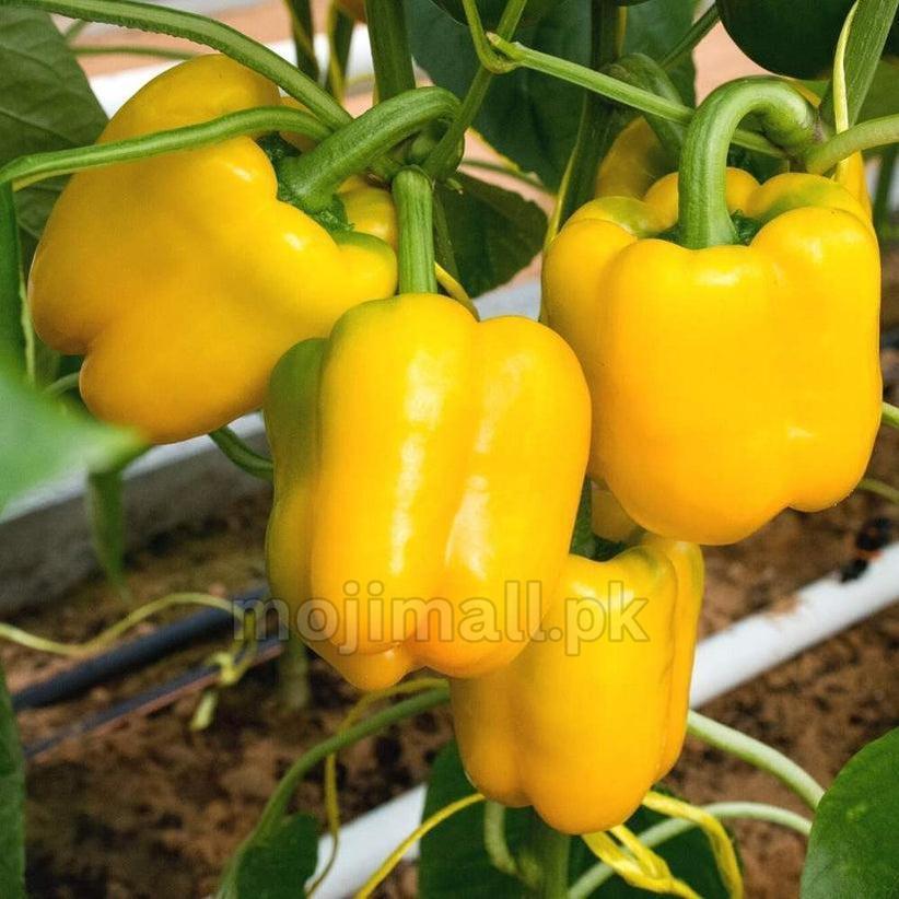 Capsicum Yellow – F1 Hybrid 10 Seeds-Moji Mall