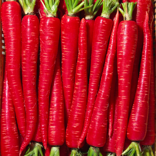 Carrot – F1 Hybrid 500+ Seeds