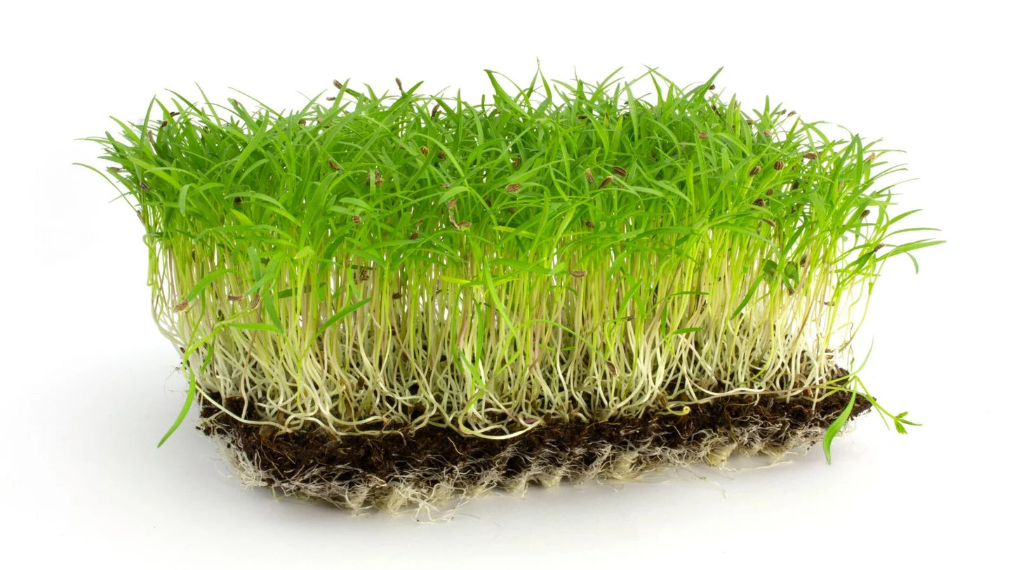 Carrots - Microgreens Seeds
