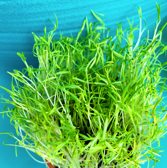 Carrots - Microgreens Seeds
