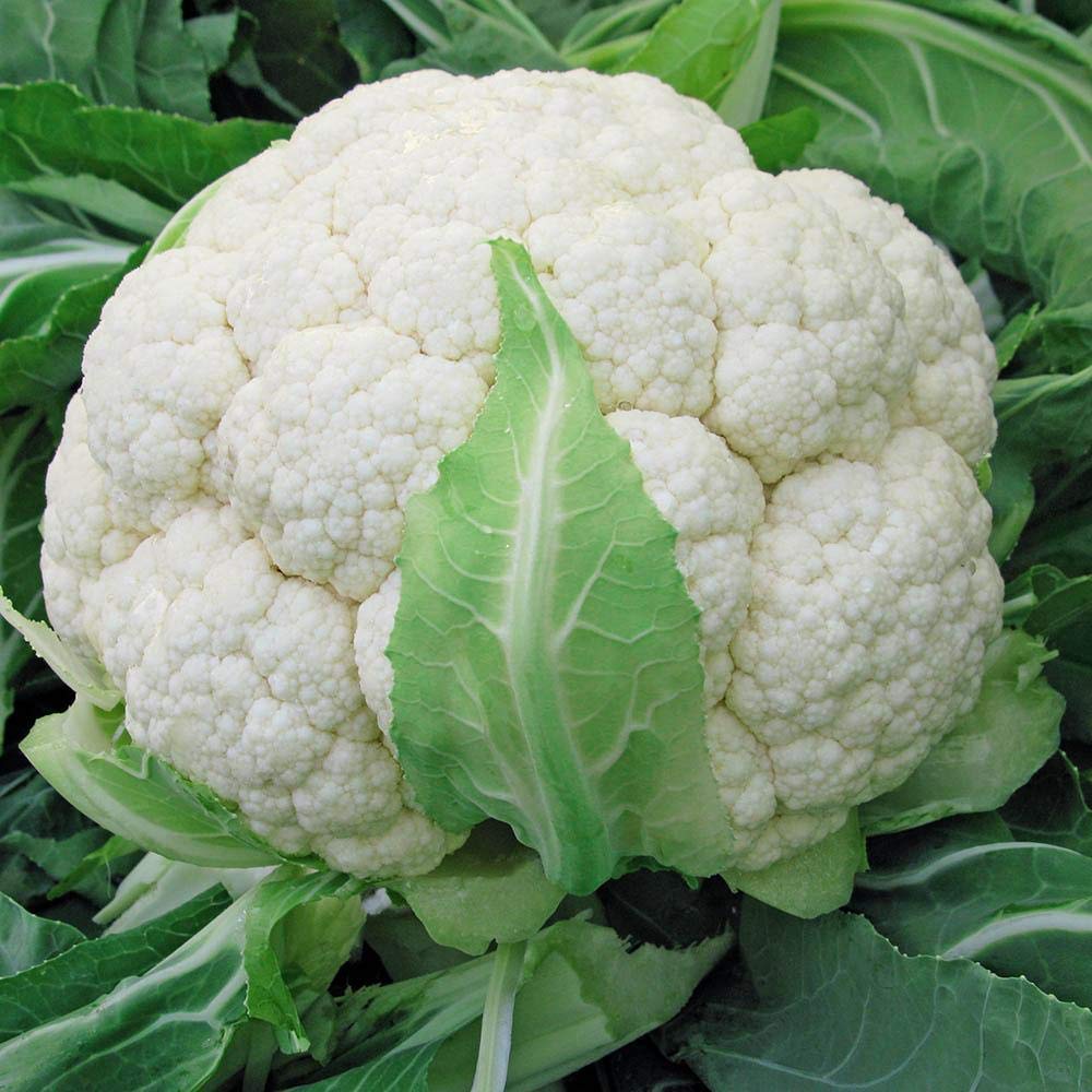 Cauliflower (پھول گوبھی) - F1 Hybrid 45+ Seeds