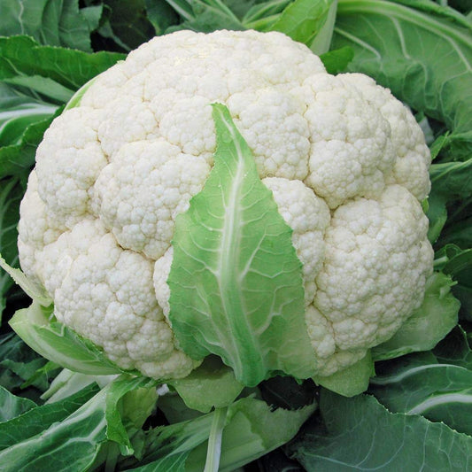 Cauliflower – F1 Hybrid 45+ Seeds