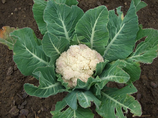 Cauliflower head surrounded by green leaves on a dark soil background