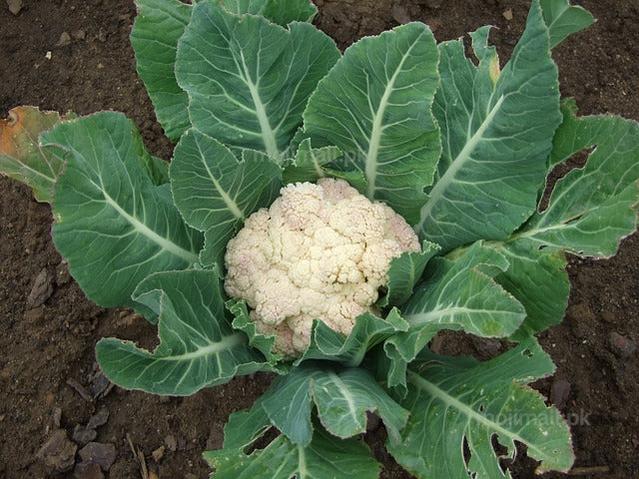 Cauliflower head surrounded by green leaves on a dark soil background