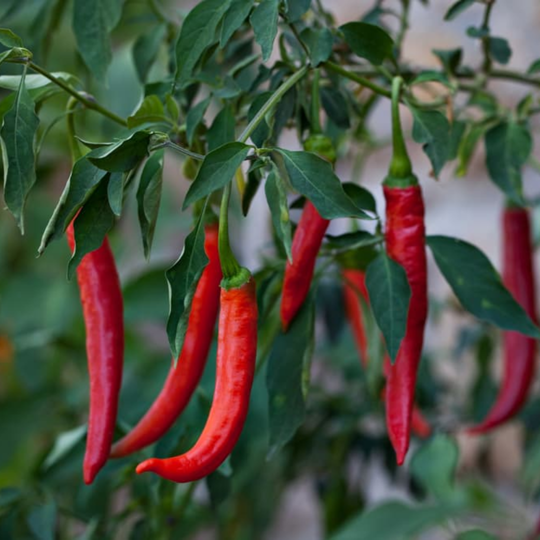 Cayenne Pepper Buzzy – Seeds (Imported - Limited Stock)