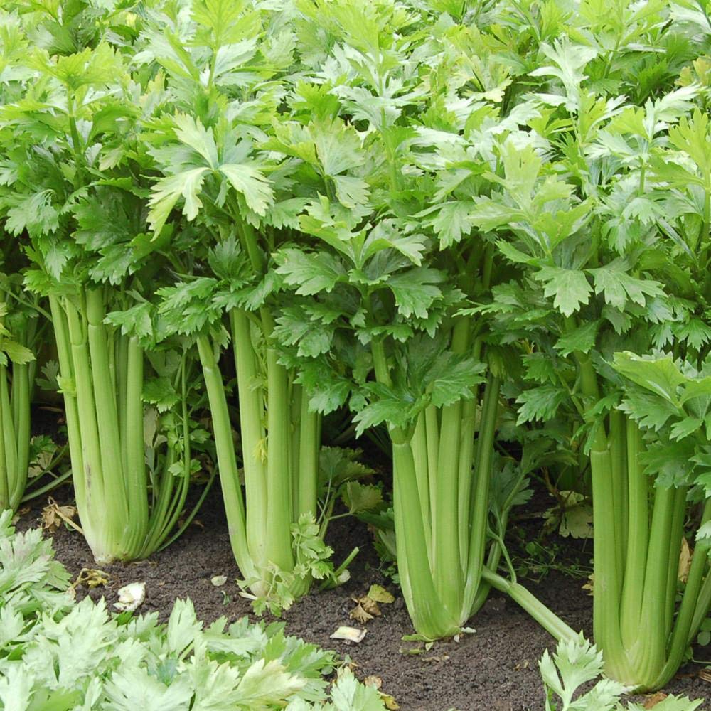 Celery(سیلری) - 300+ Seeds