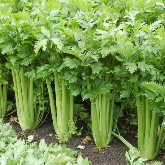 Celery (سیلری  کے بیج) – 100+ Seeds