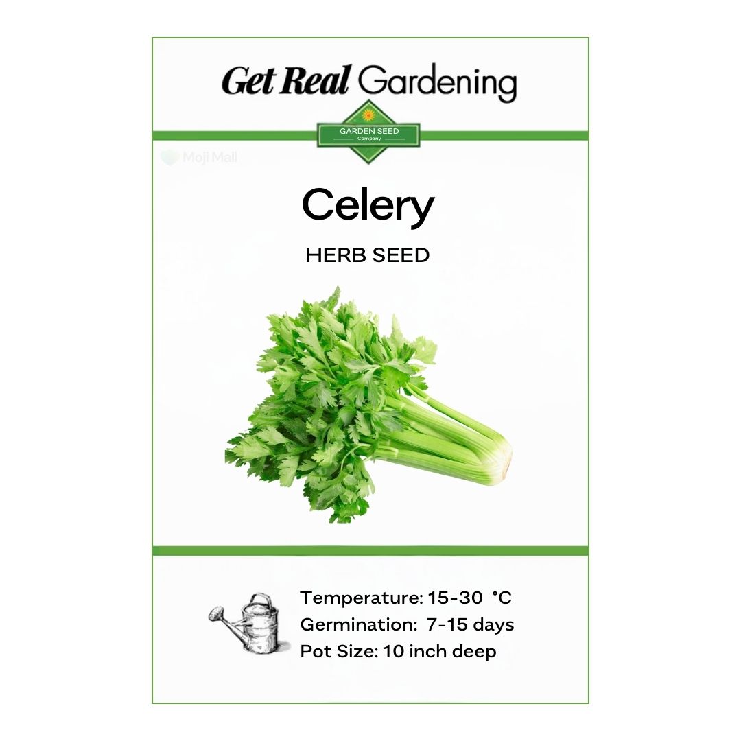 Celery (سیلری کے بیج) – 100+ Seeds