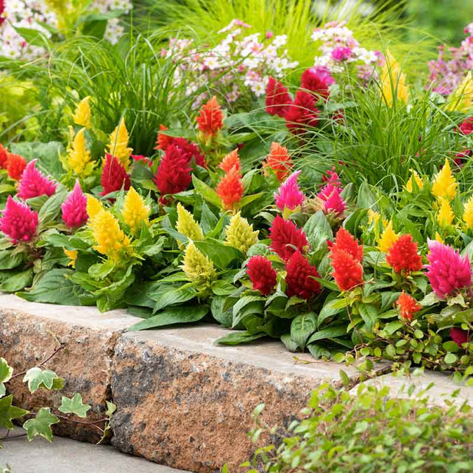 Celosia Plumosa - Mixed - 70+ Seeds