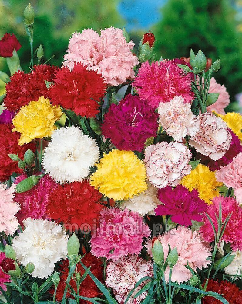Carnation (گل لہمی) – 50+ Seeds (WINTER)-Moji Mall