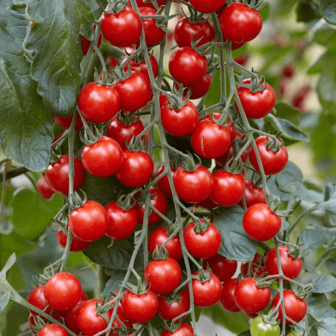 Tomato Cherry – Red Seeds