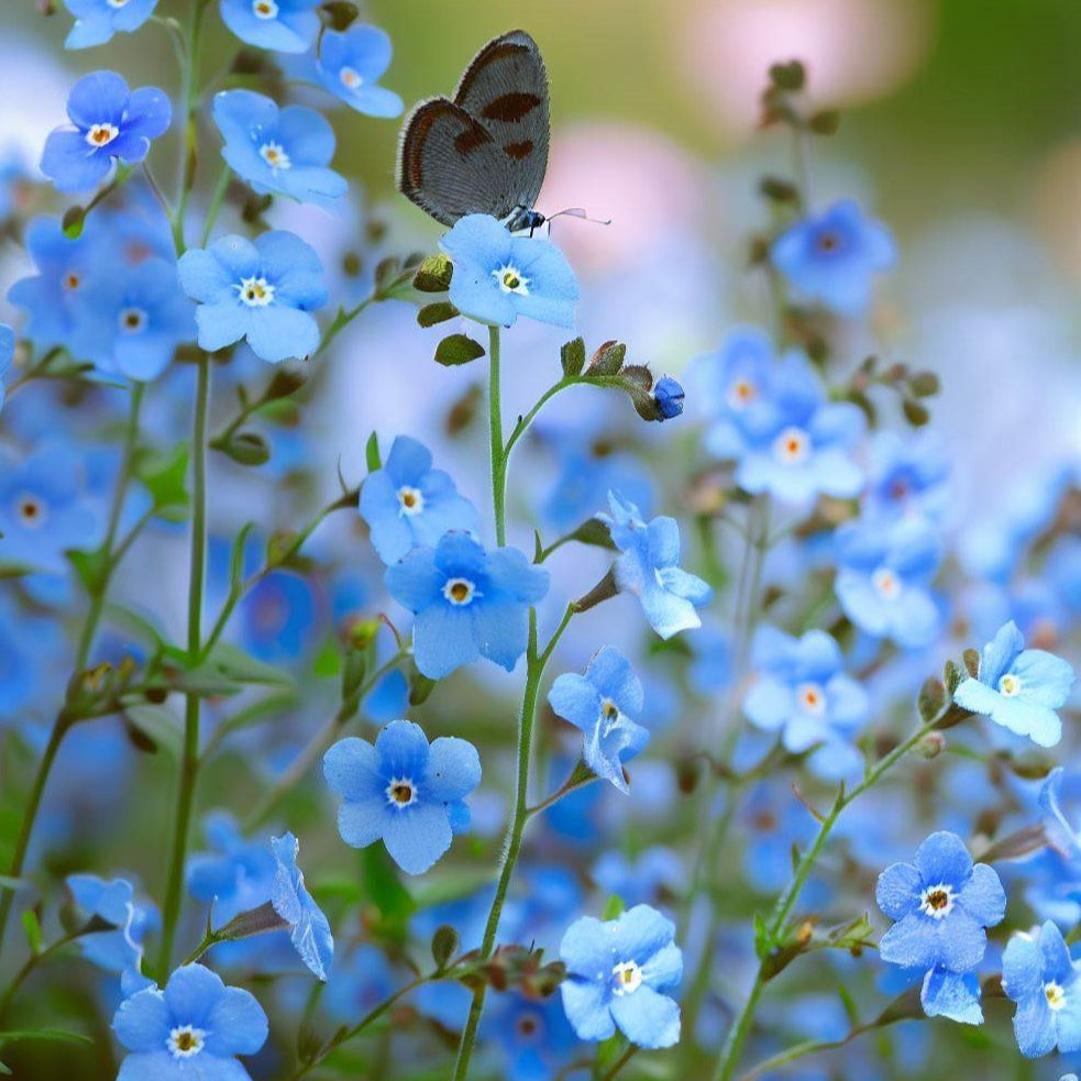 Butterfly on a blue flower forget-me-not with a blurred green and blue background