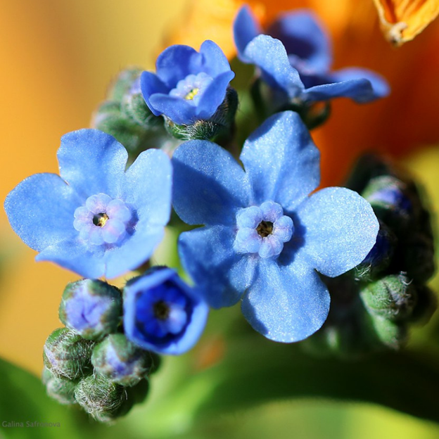 Close-up of blue forget-me-not flowers with a blurred yellow background