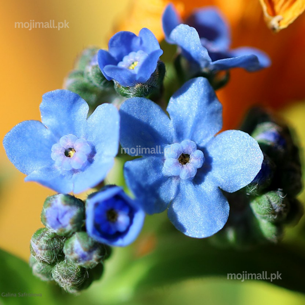 Close-up of blue forget-me-not flowers with a blurred yellow background
