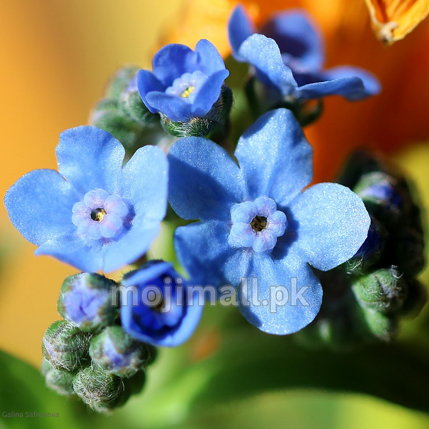 Close-up of blue forget-me-not flowers with a blurred yellow background