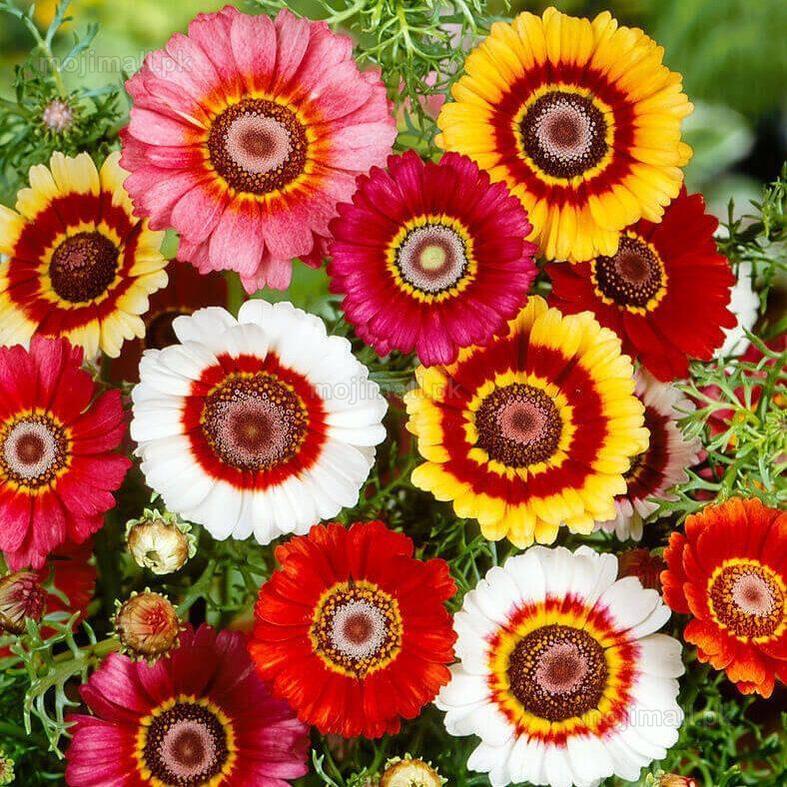 Chrysanthemum (گل داؤدی) Rainbow – 35+ Seeds (WINTER)-Moji Mall