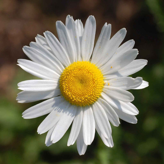 White daisy flower with a yellow center on a blurred green background