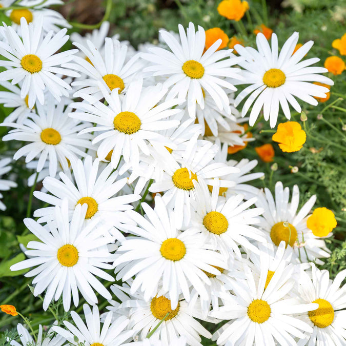 Close-up of white flowers with yellow centers.