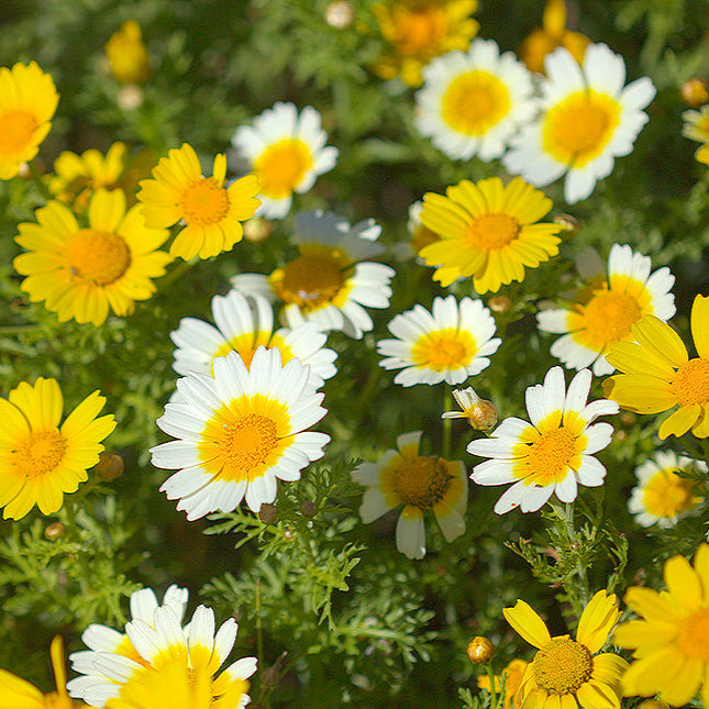 Chrysanthemum Coronarium Seeds